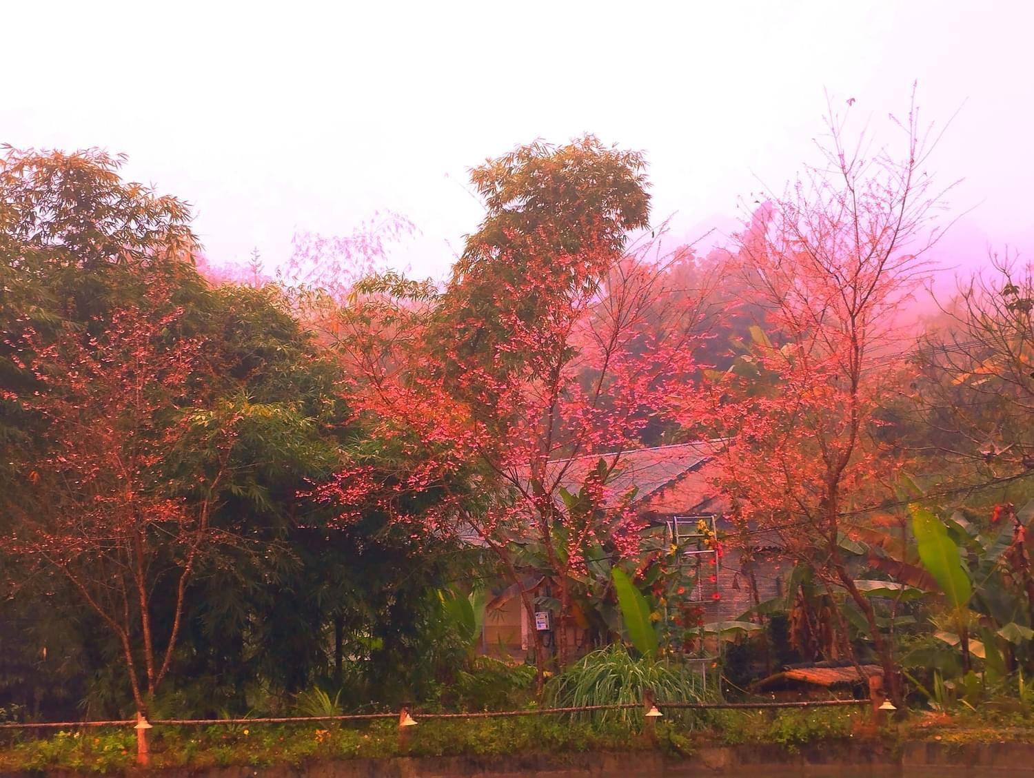 Bungalow Hoang Su Phi Hotel Exterior photo